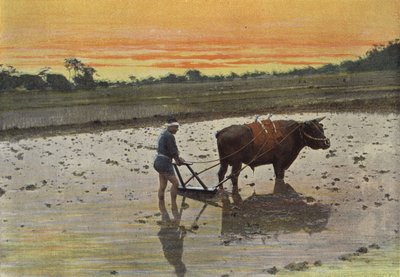 Preparación de un arrozal en Japón de European Photographer